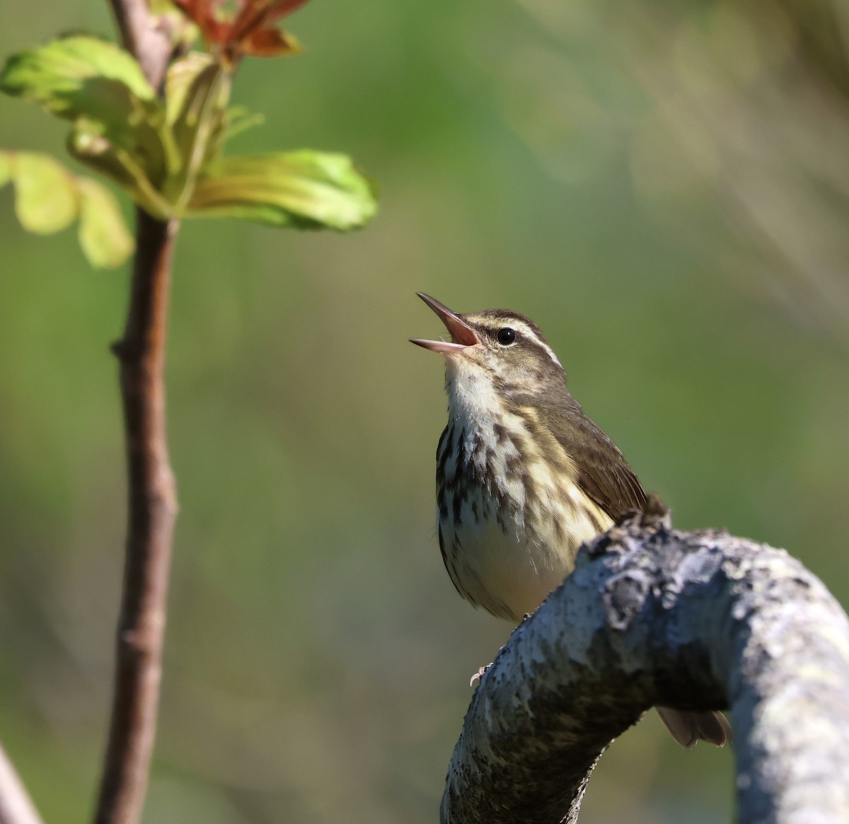 Louisiana Waterthrush - Ryan Justice