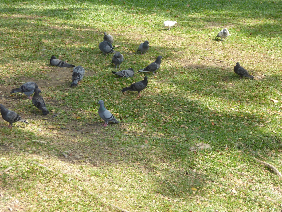 Rock Pigeon (Feral Pigeon) - Joanne Roger