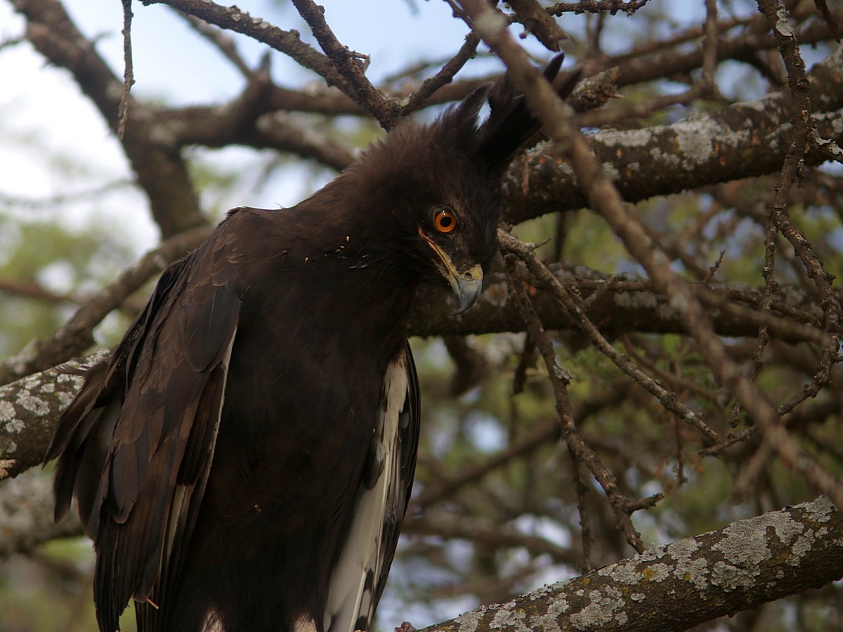 Long-crested Eagle - Attila Steiner