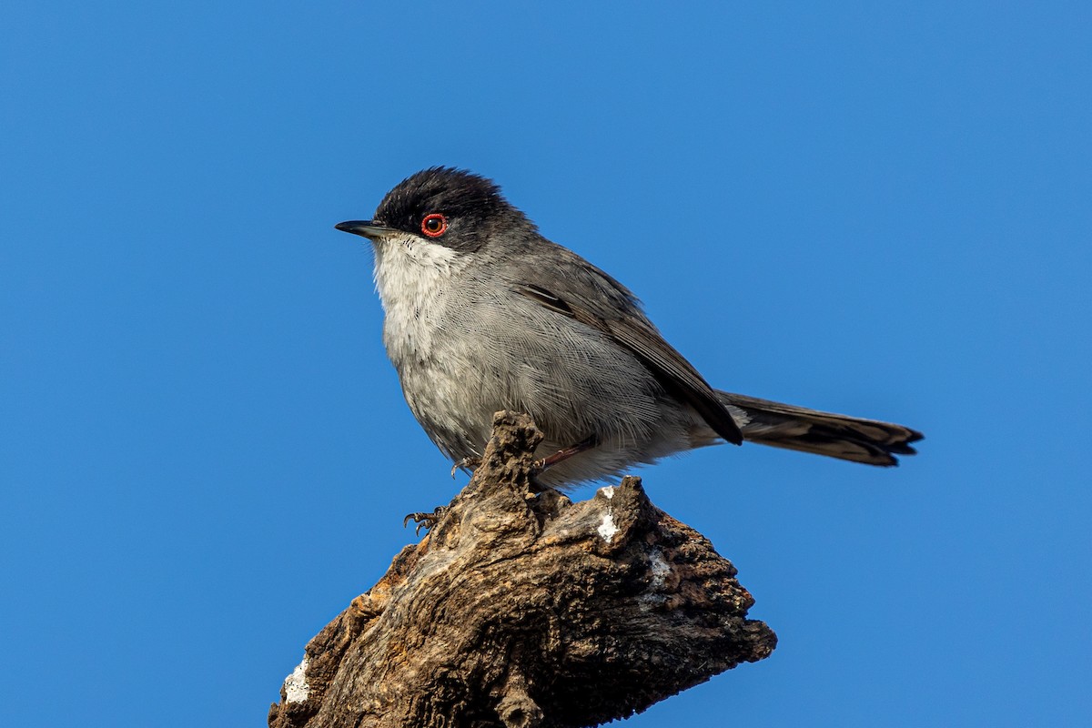 Sardinian Warbler - ML557324261