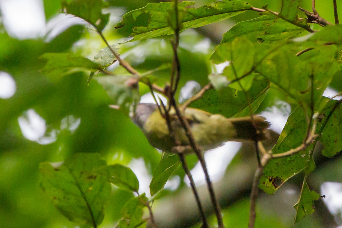 Gray-headed Sunbird - ML557324501