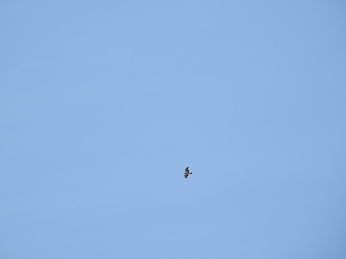 Swainson's Hawk - ML55732471