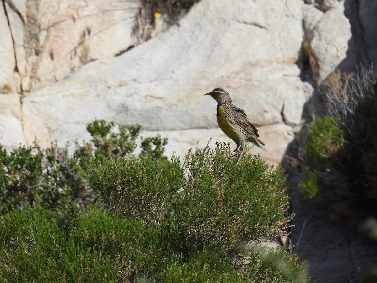 Western Meadowlark - ML55732531