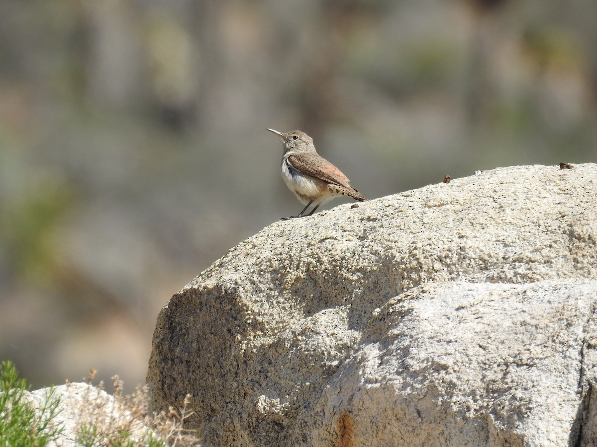 Rock Wren - ML55732541