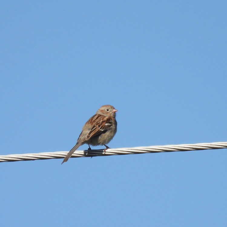 Field Sparrow - ML557325541