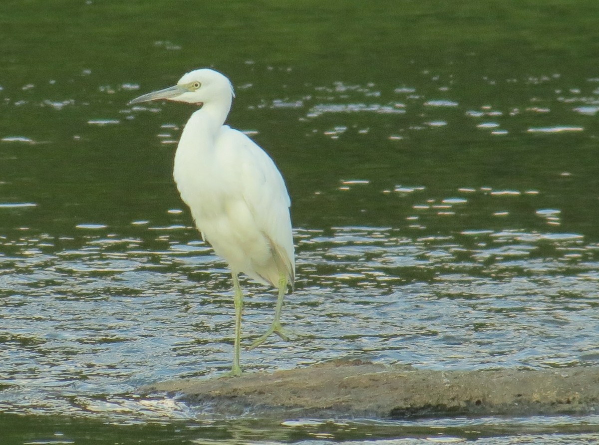 volavka modrošedá - ML55732571