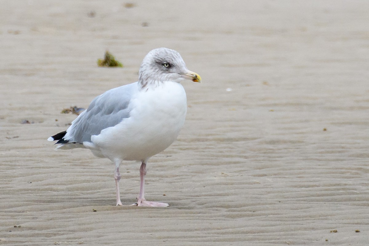 Herring Gull - ML557326161