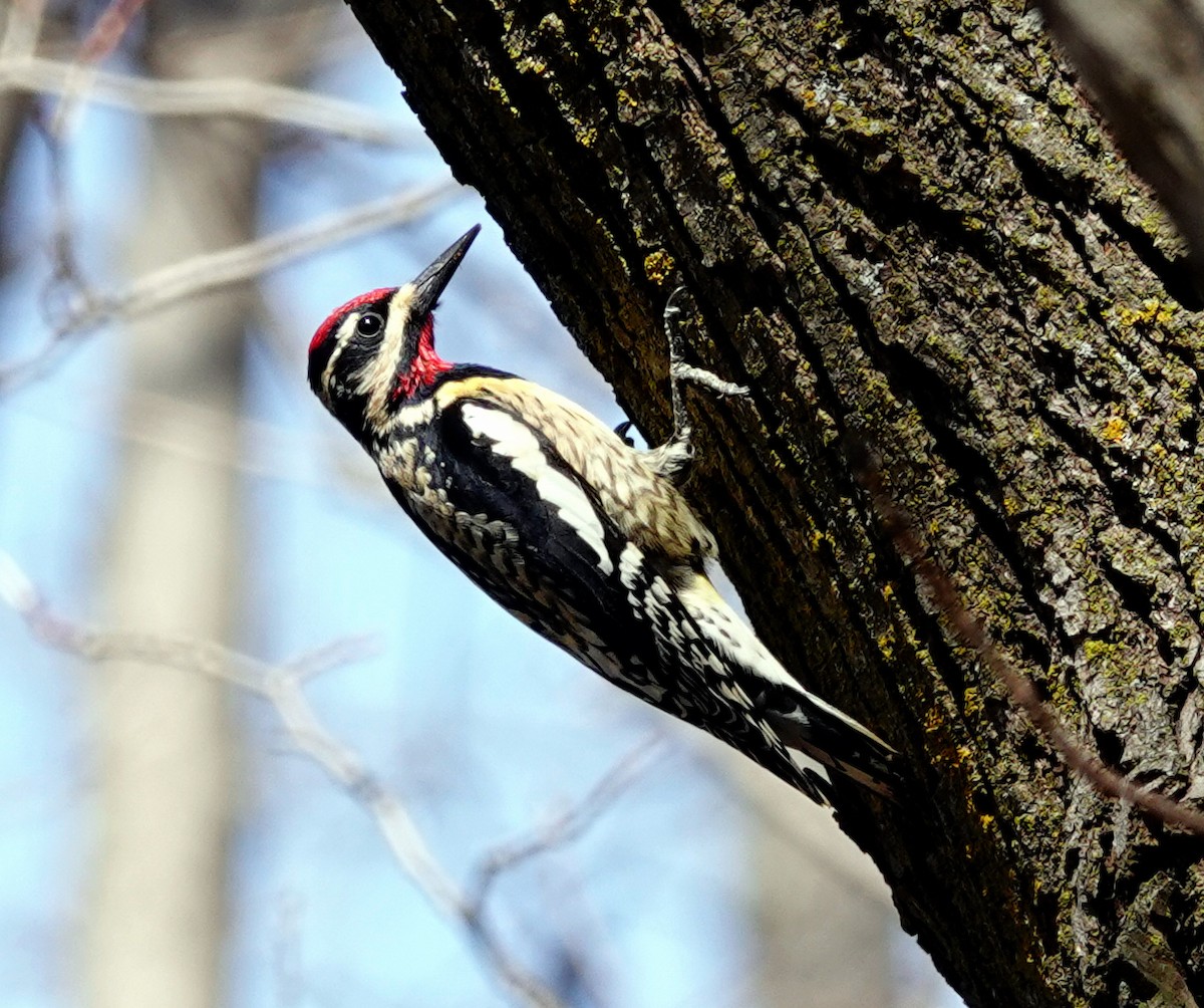 Yellow-bellied Sapsucker - ML557326531