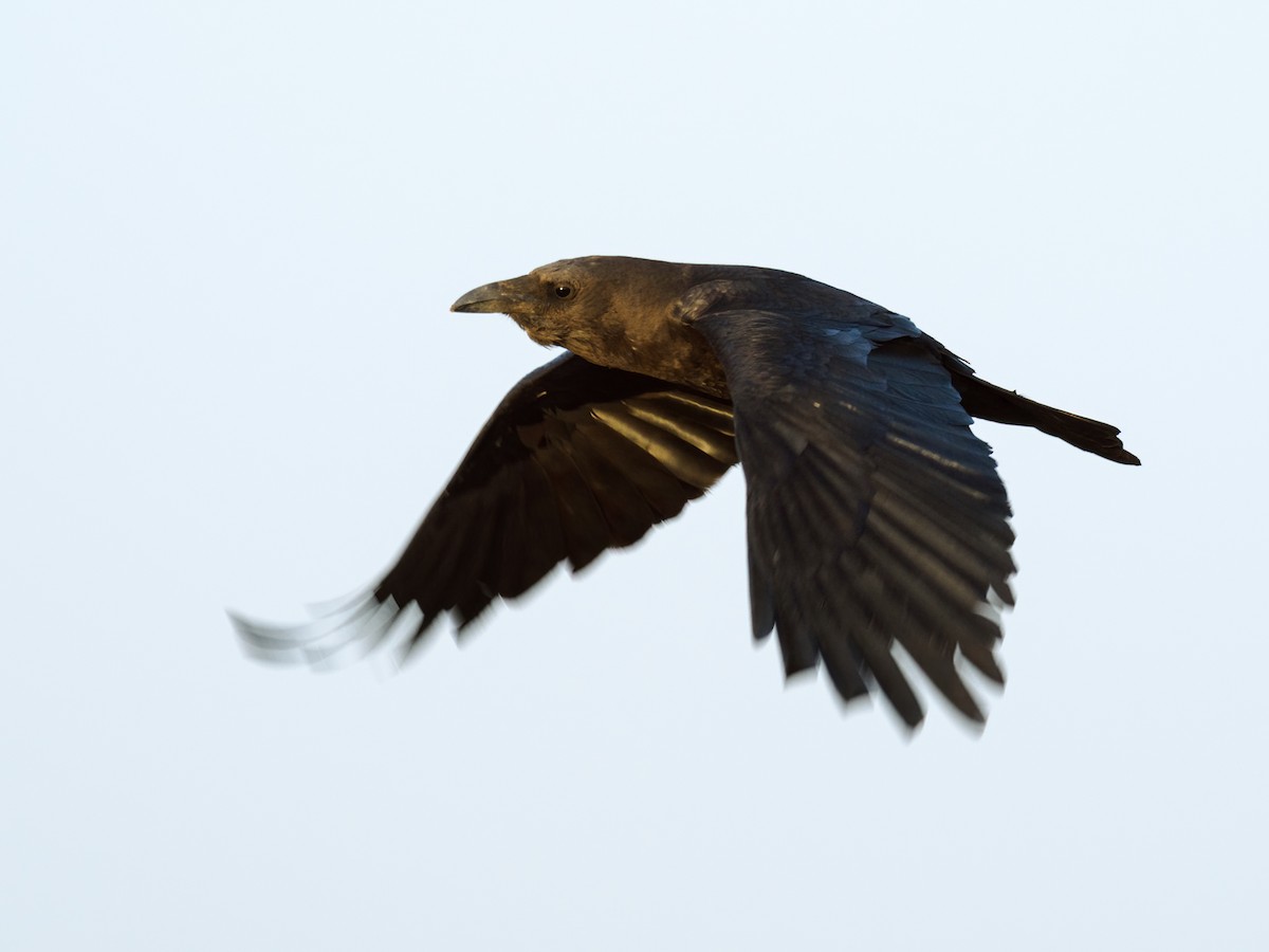 Brown-necked Raven - ML557327611