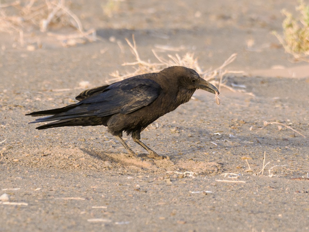 Brown-necked Raven - ML557327621