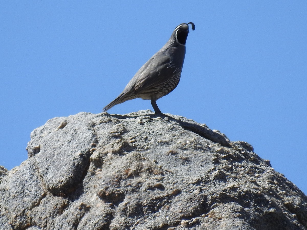 California Quail - ML55732781