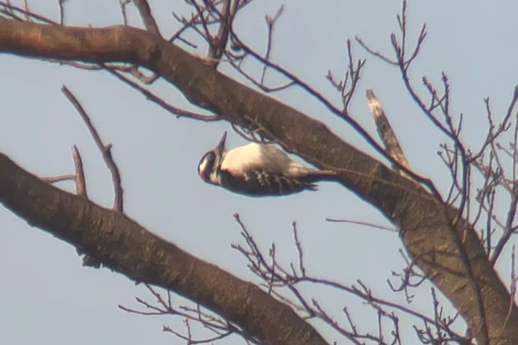 Hairy Woodpecker (Eastern) - ML557327831