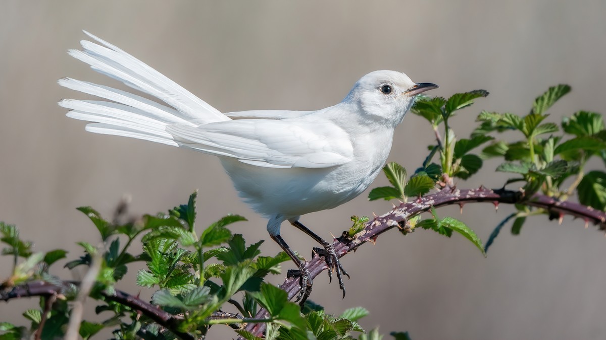 Northern Mockingbird - ML557328921