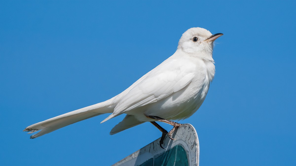 Northern Mockingbird - ML557329011