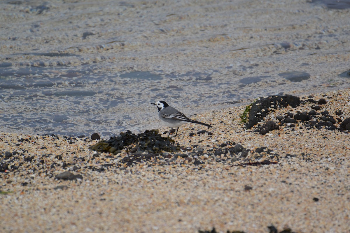 White Wagtail - ML557329041