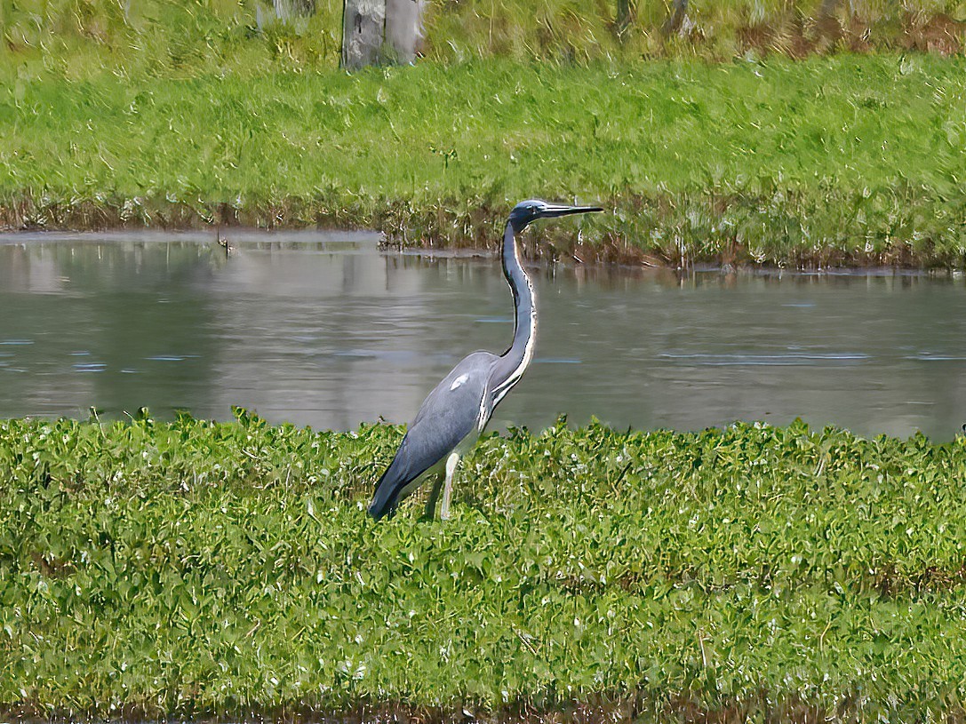 Tricolored Heron - ML557329901