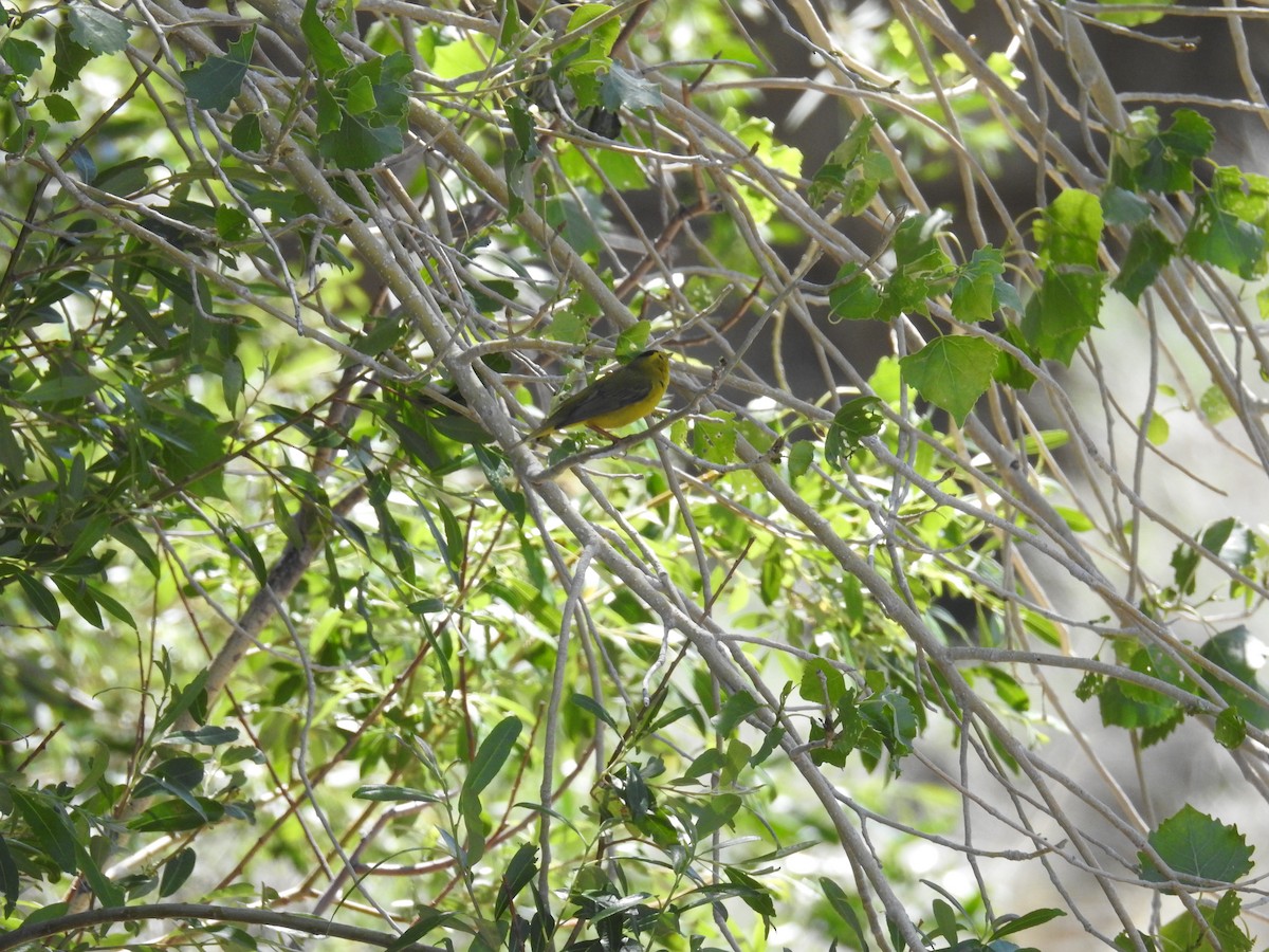 Wilson's Warbler - ML55732991