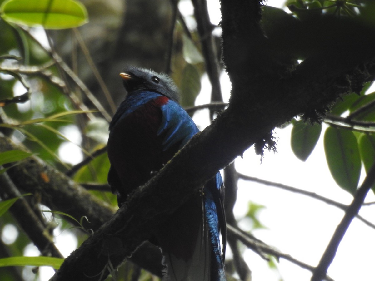 Quetzal Guatemalteco - ML557329941