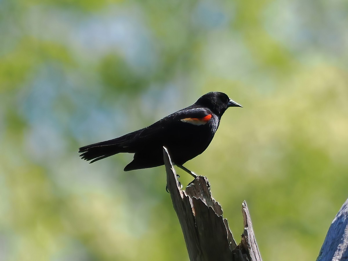 Red-winged Blackbird - ML557330441