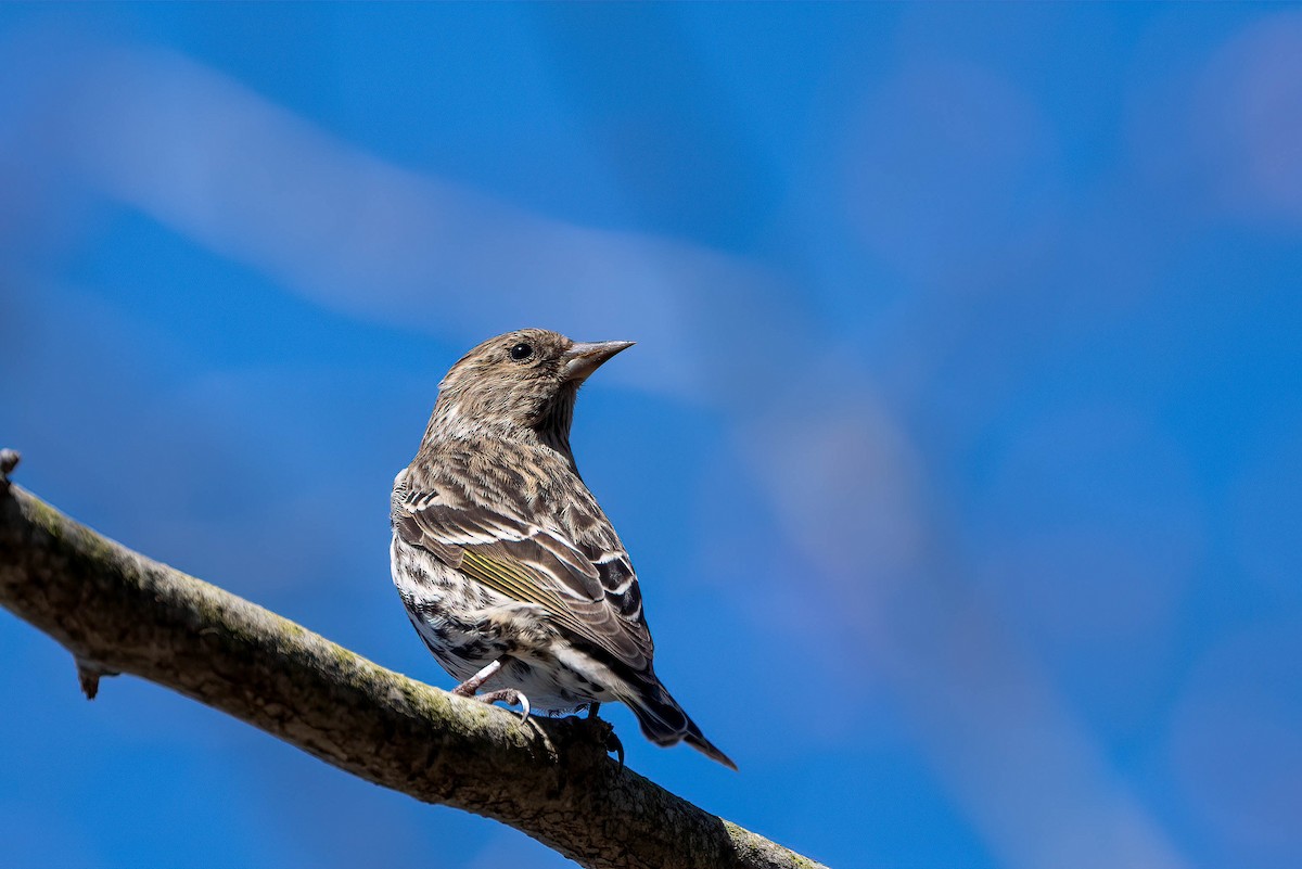 Pine Siskin - ML557331231