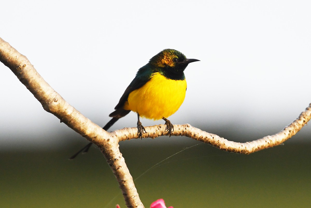 Pygmy Sunbird - Andreas Deissner