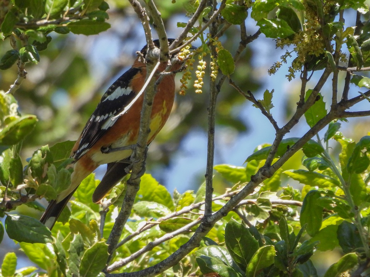 Black-headed Grosbeak - ML557332211