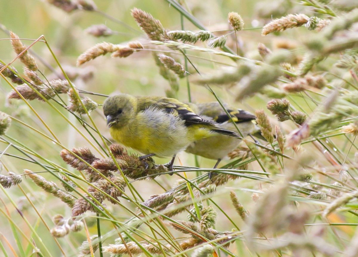 Hooded Siskin - Eduardo Zavala B.