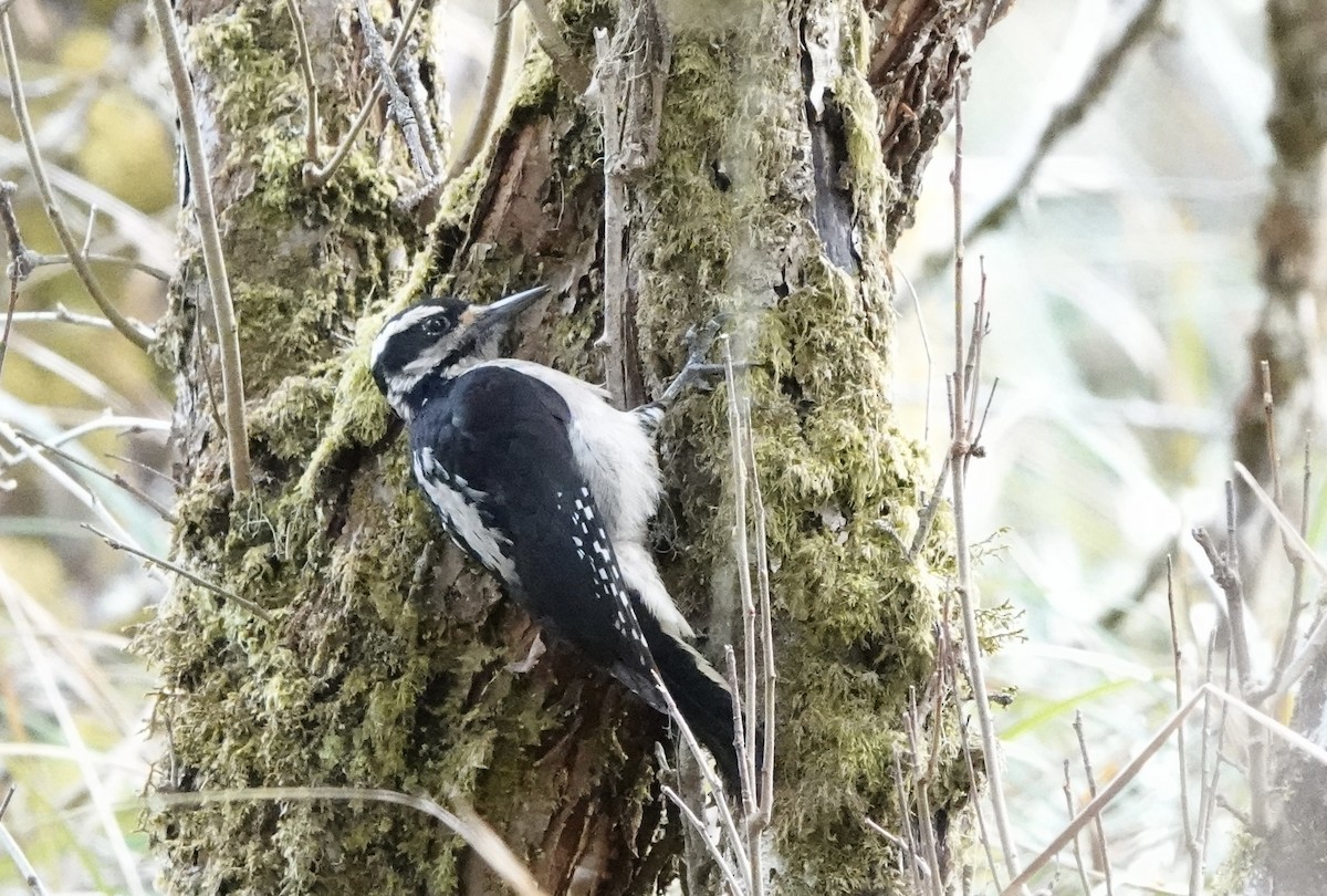 Hairy Woodpecker - ML557333701