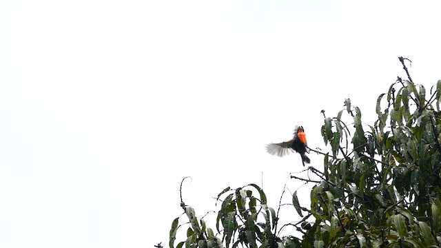 ペルームネアカマキバドリ - ML557334661