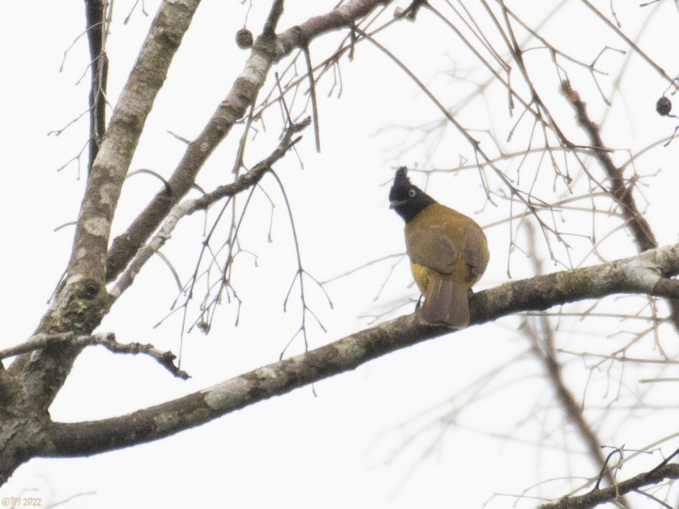 Black-crested Bulbul - ML557335221