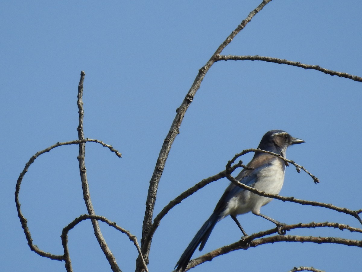 California Scrub-Jay - ML55733641