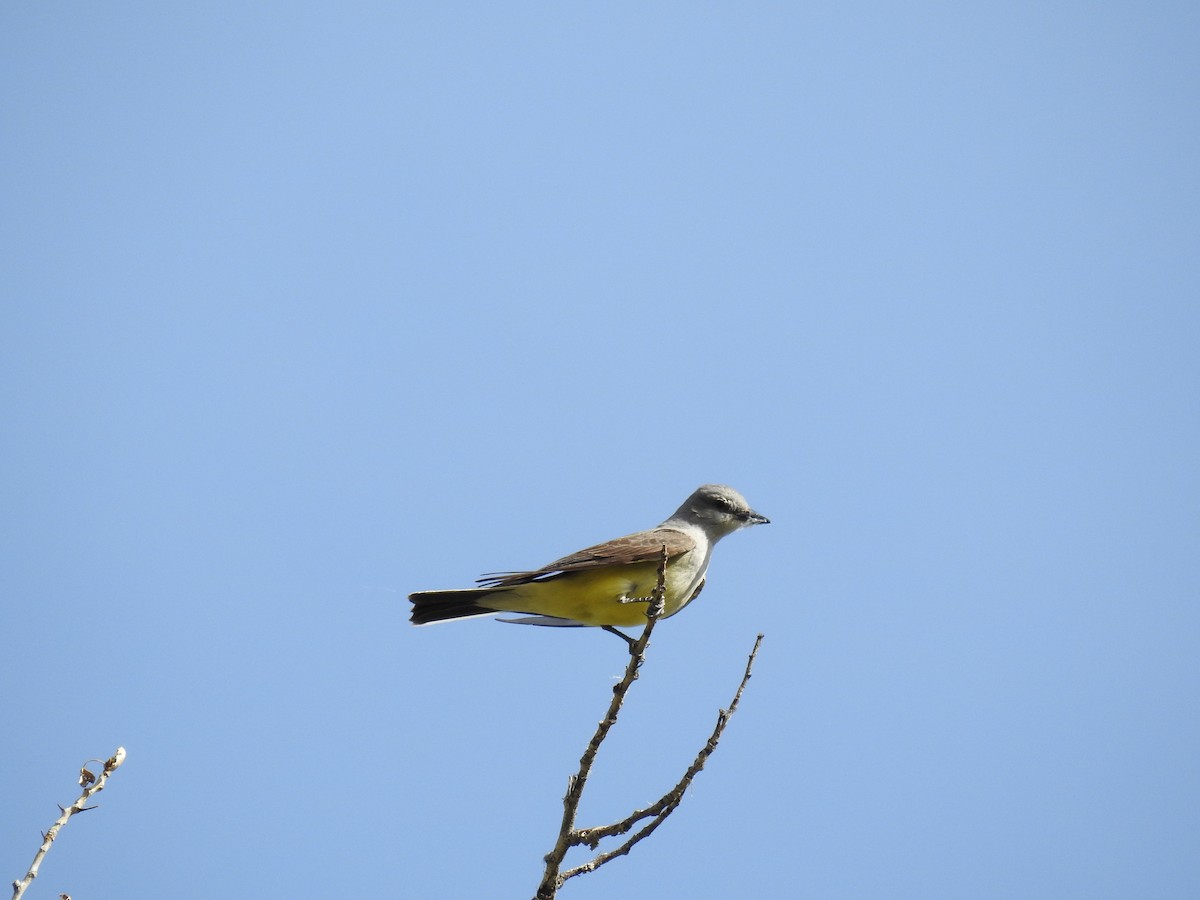 Western Kingbird - ML55733841