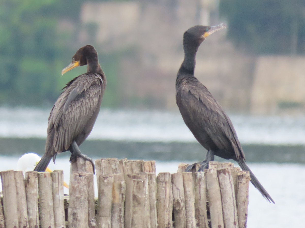 Neotropic Cormorant - Emanuel Serech