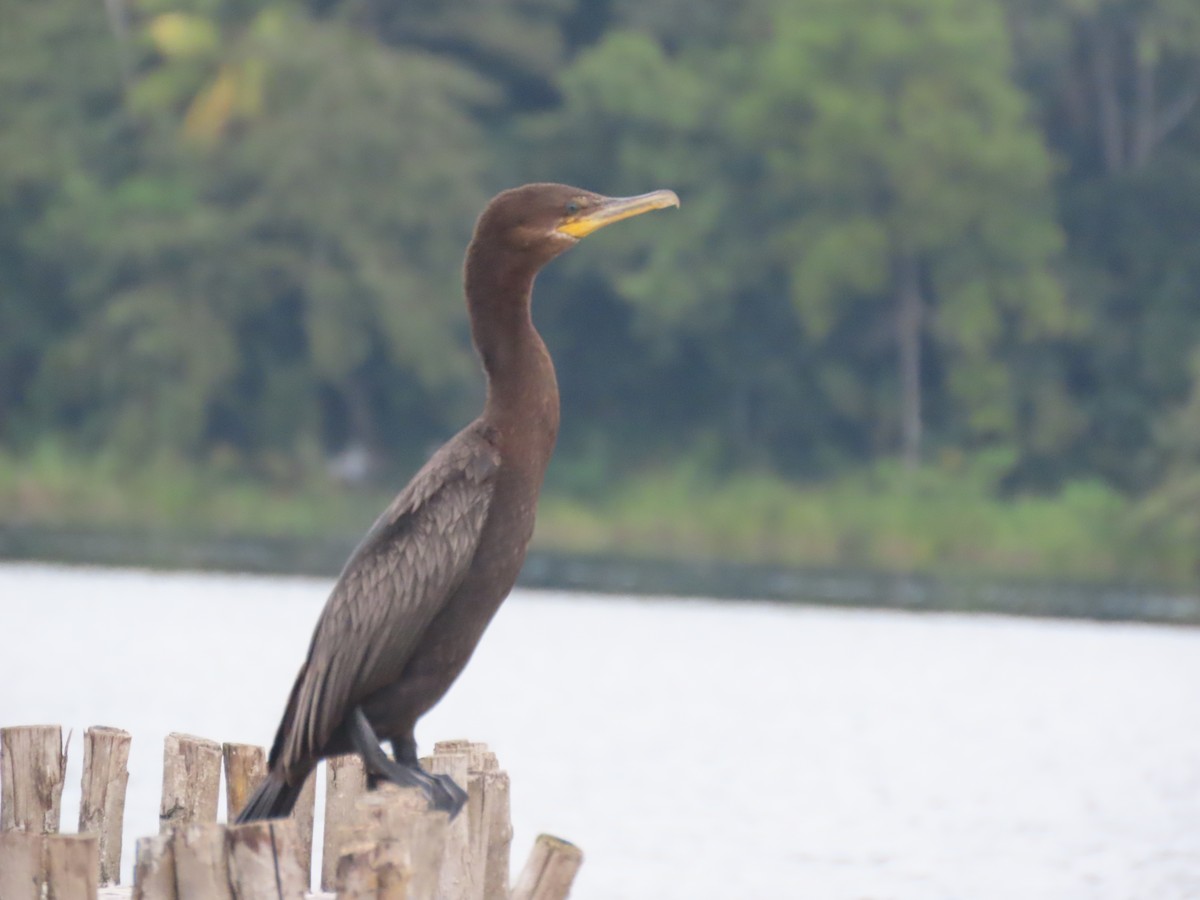 Neotropic Cormorant - ML557338951