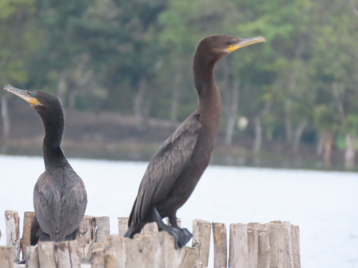 Neotropic Cormorant - Emanuel Serech