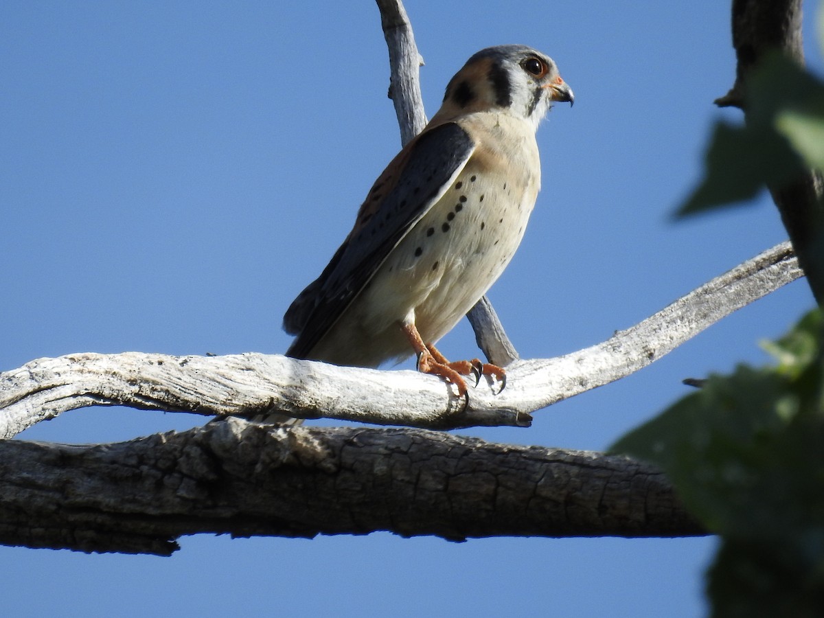 American Kestrel - ML55733901