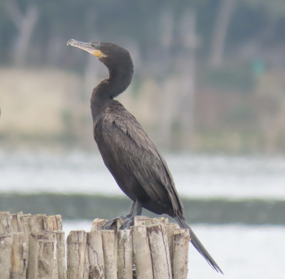 Neotropic Cormorant - ML557339081