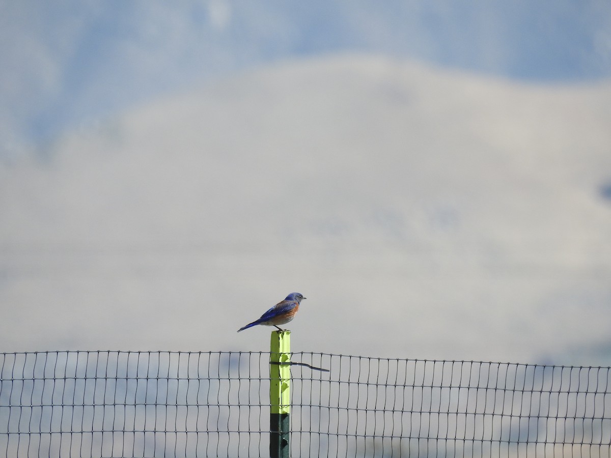 Western Bluebird - ML55733911