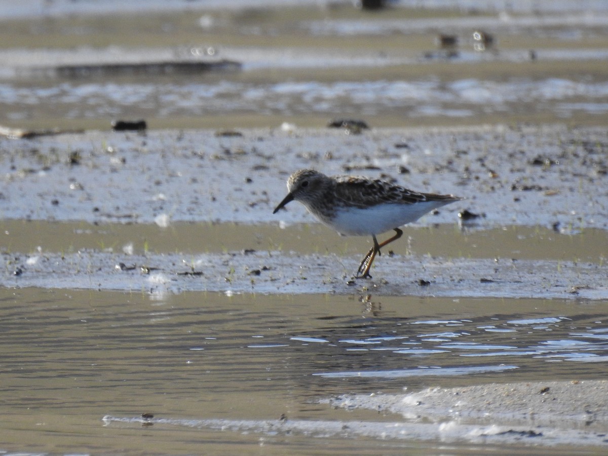 Least Sandpiper - ML55734021