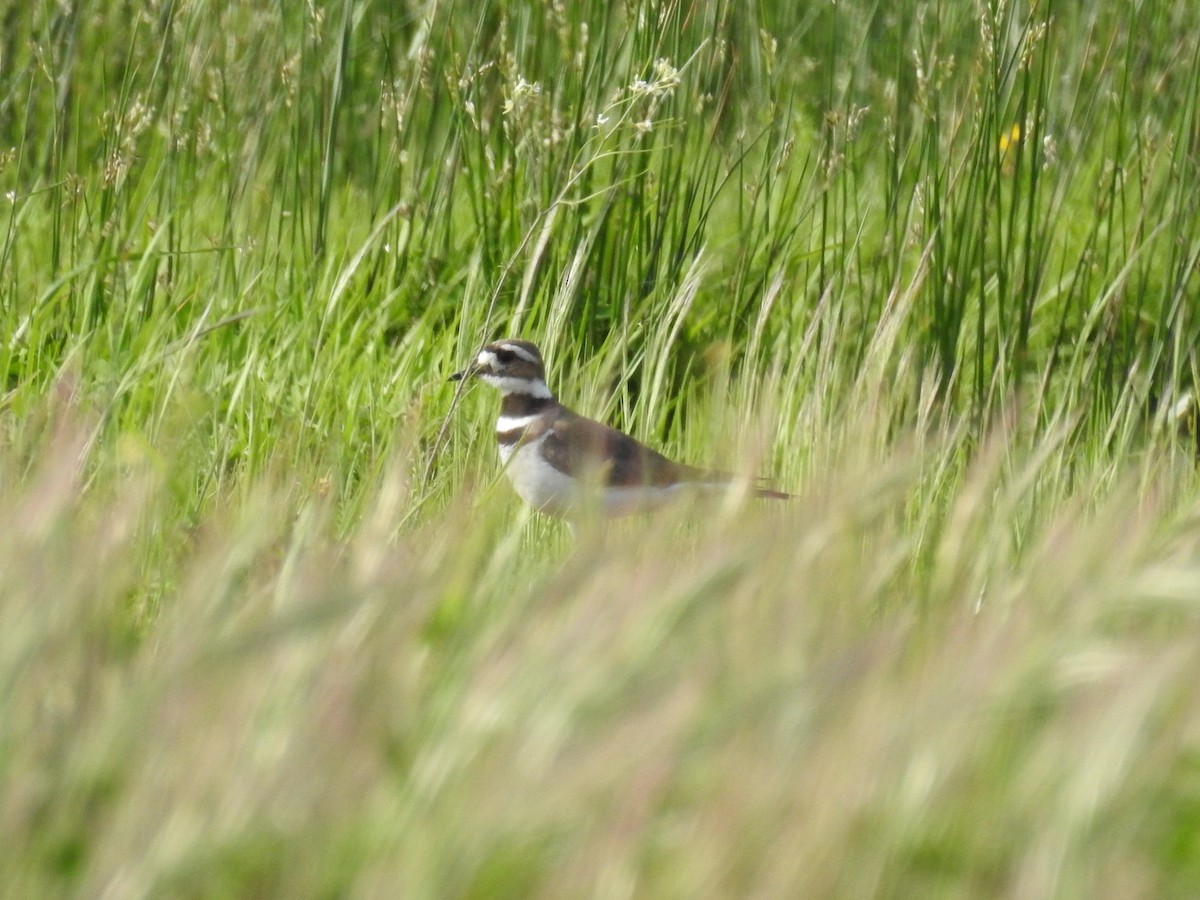 Killdeer - ML55734171