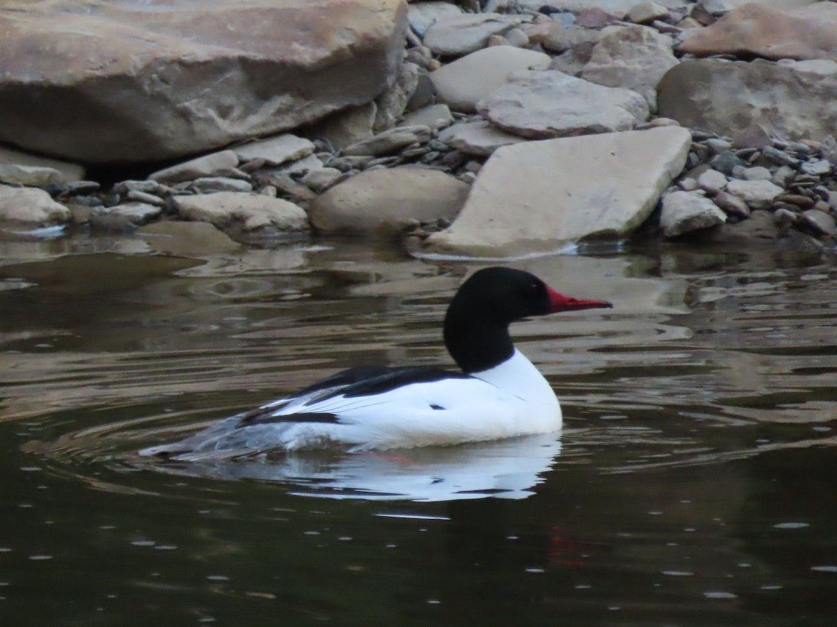 Common Merganser - ML557341711