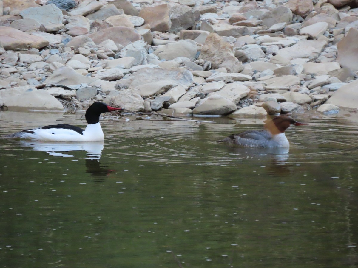 Common Merganser - ML557341721