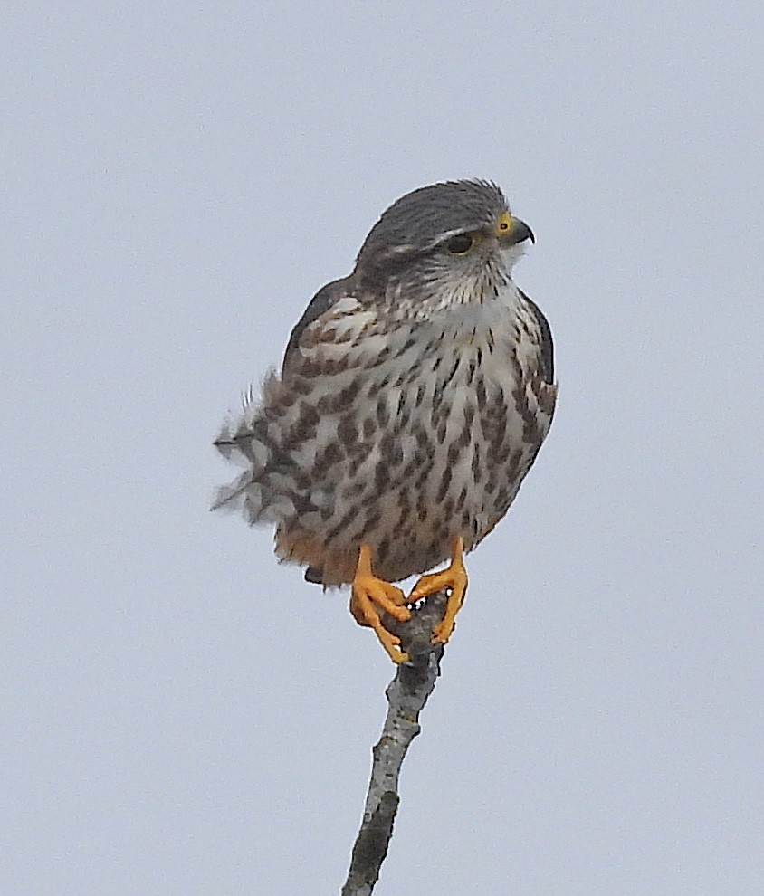 Merlin (columbarius) - ML557341801