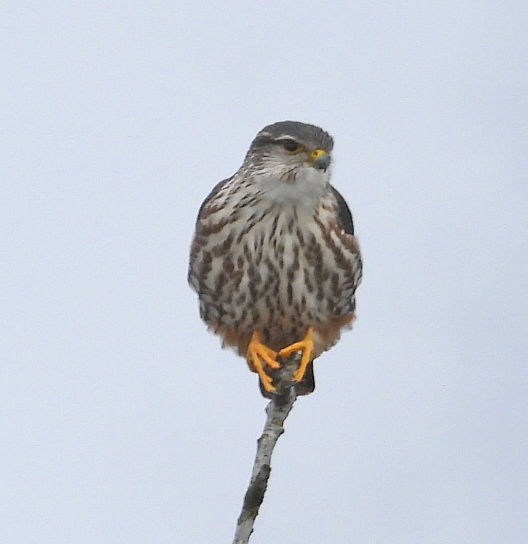 Merlin (columbarius) - ML557341811