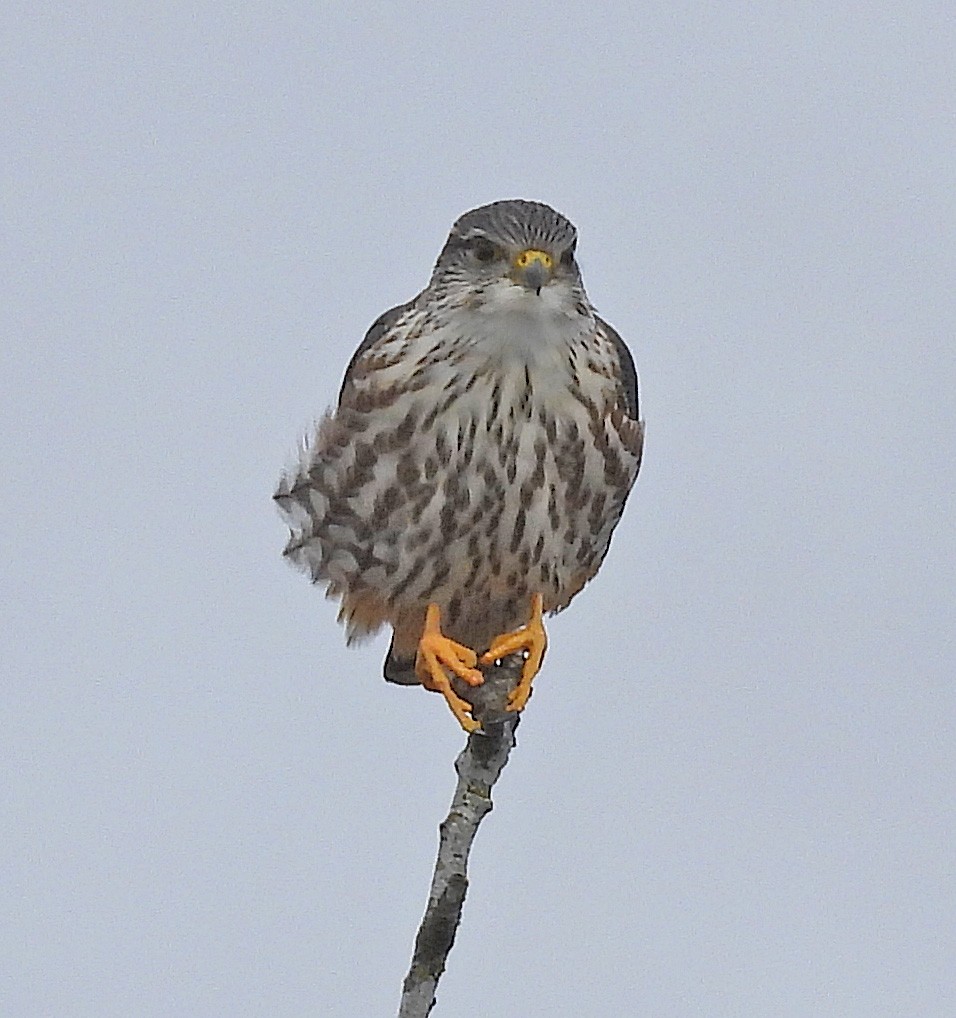 Merlin (columbarius) - ML557341821