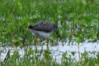 Lesser Yellowlegs - Nancy Price