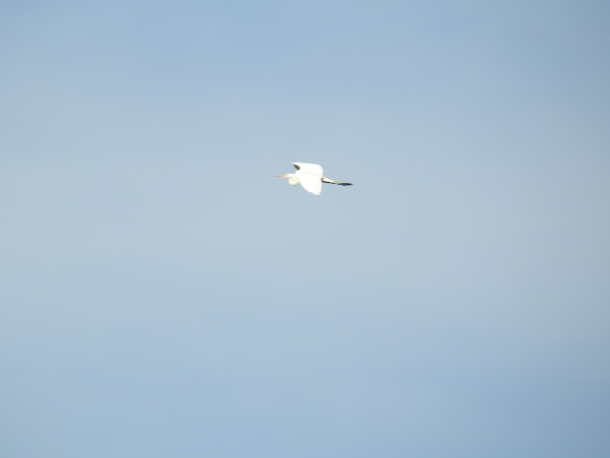 Great Egret - ML55734271