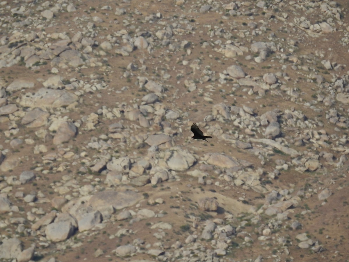 Turkey Vulture - ML55734331