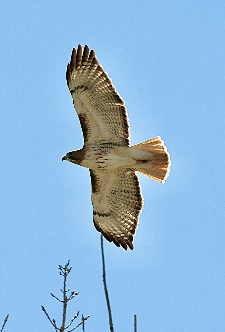 Red-tailed Hawk - ML557343331