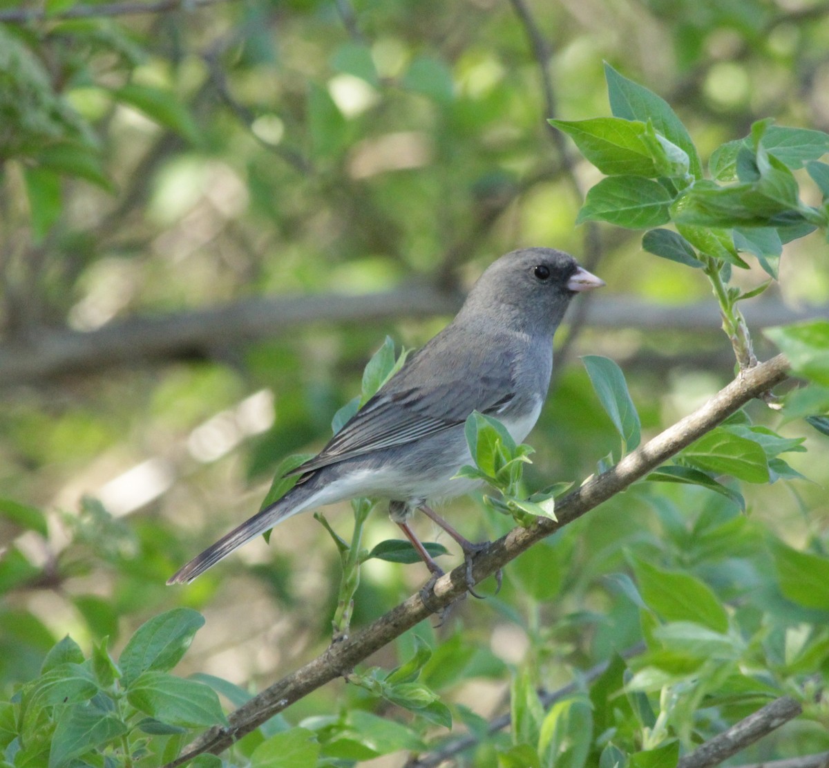 Dark-eyed Junco - ML557343631